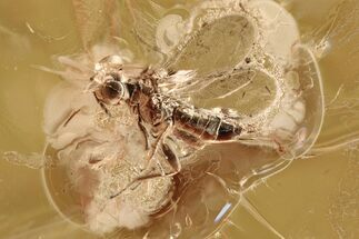 Fossil Wasp (Chalcidoidea) & Midge (Chironomidae) in Baltic Amber #294326