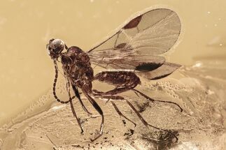 Detailed Fossil Ichneumon Wasp (Ichneumonidae) In Baltic Amber #294330