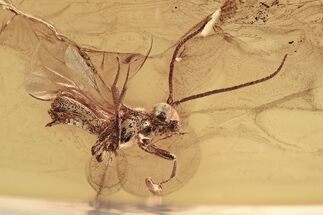 Detailed Fossil Parasitoid Wasp (Cheloninae) In Baltic Amber #294332