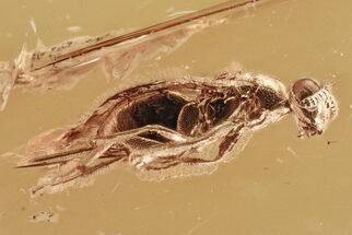 Fossil Wasp (Chalcidoidea) In Baltic Amber #294333