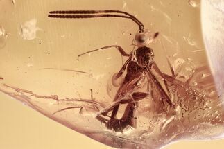 Detailed Fossil Parasitoid Wasp (Braconidae) In Baltic Amber #294335