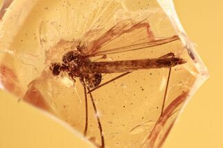 Crane Fly (Limoniidae) w/ Attached Phoretic Mite in Baltic Amber #294339