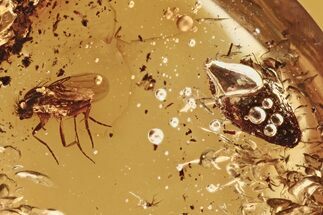 Fossil Scuttle Fly (Phoridae) and Hairy Leaf In Baltic Amber #294346