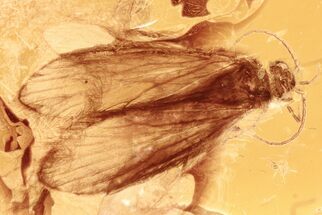 Detailed Fossil Caddisfly (Trichoptera) In Baltic Amber #294348