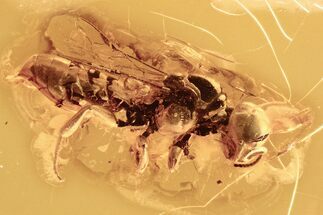 Fossil Digger Wasp (Crabronidae) In Baltic Amber #294367