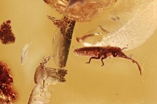 Three Fossil Aphids (Aphidoidea) in Baltic Amber #294370