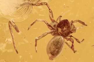 Detailed Fossil Spider (Araneae) In Baltic Amber #294389