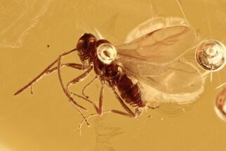 Detailed Fossil Winged Ant (Formicidae) In Baltic Amber #294394