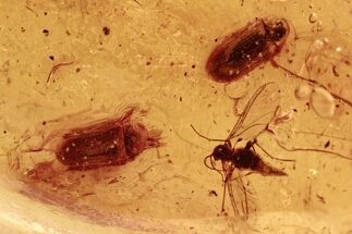 Fossil Beetles (Ptinidae) & Flies (Diptera) in Baltic Amber #294274