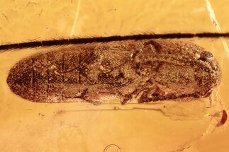 Detailed Fossil False Click Beetle (Eucnemidae) in Baltic Amber #294291
