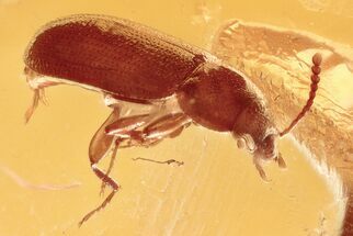 Detailed Hairy Fungus Beetle (Crowsonium) in Baltic Amber #294293