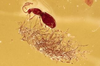 Fossil Ant-Like Stone Beetle & Oak Stellate Hairs in Baltic Amber #294299
