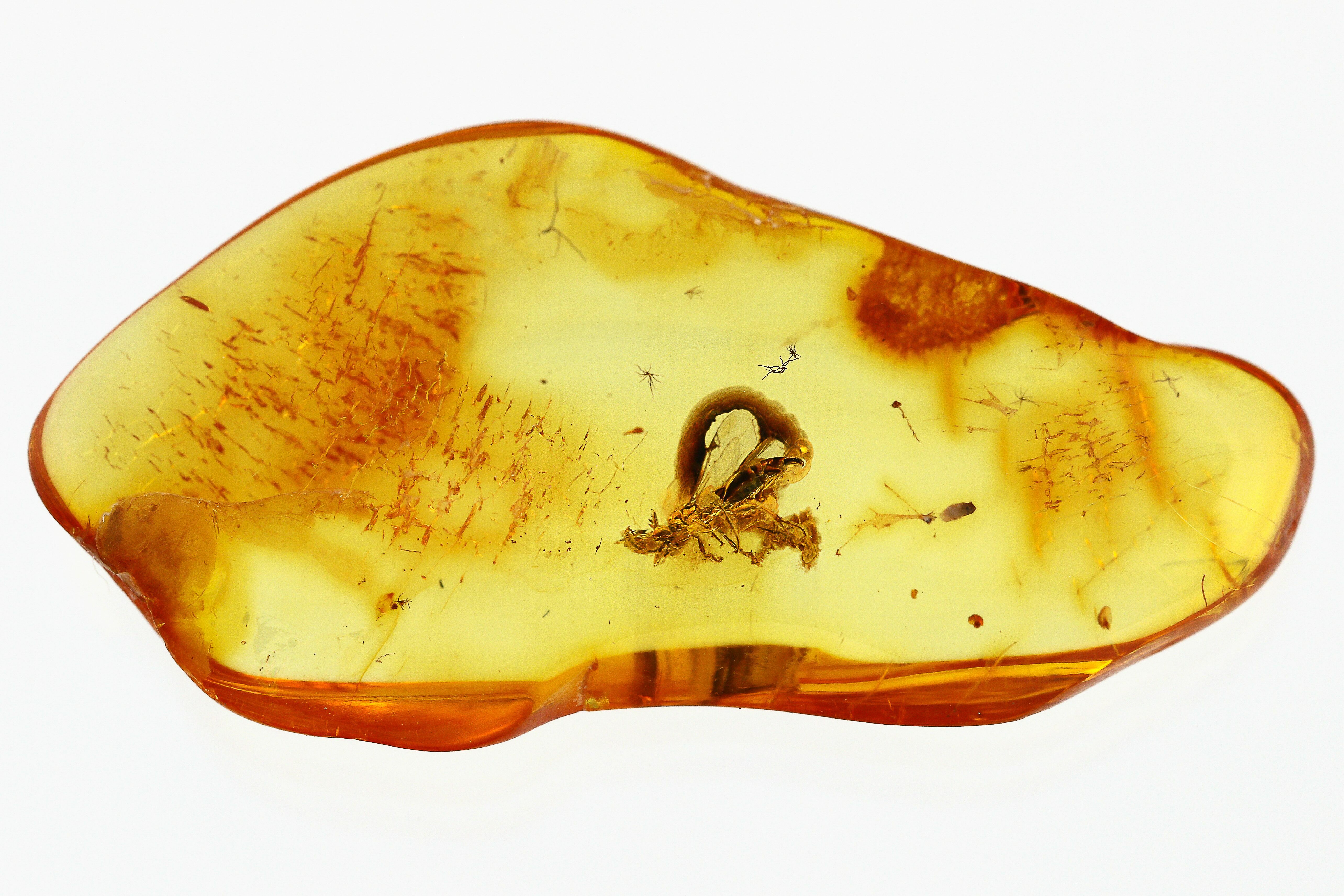 Fossil Parasitoid Wasp (Proctotrupidae) In Baltic Amber (#294321) For ...