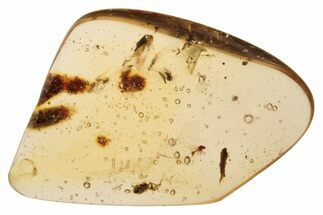 Polished Colombian Copal ( g) -Contains Partial Wasp & Flies! #293544