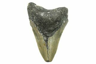 Bargain, Juvenile Megalodon Tooth - North Carolina #294437