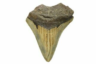 Bargain, Juvenile Megalodon Tooth - North Carolina #294439