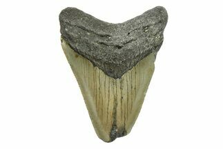 Bargain, Juvenile Megalodon Tooth - North Carolina #294440