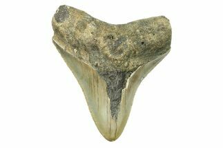 Serrated, Juvenile Megalodon Tooth - North Carolina #294441