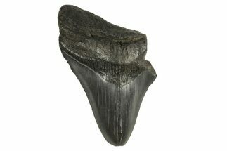 Bargain, Fossil Megalodon Tooth - South Carolina #294427