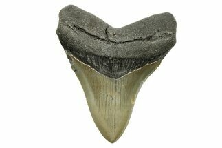 Serrated, Fossil Megalodon Tooth - North Carolina #294474