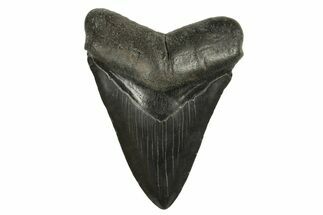 Fossil Megalodon Tooth - South Carolina #294410
