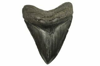 Serrated, Fossil Megalodon Tooth - South Carolina #294413