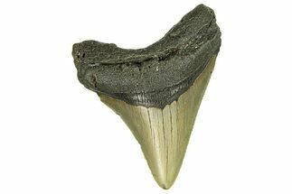 Serrated, Fossil Megalodon Tooth - North Carolina #294492