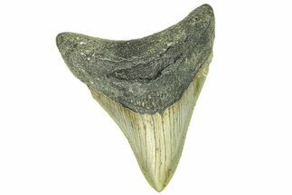 Serrated, Fossil Megalodon Tooth - North Carolina #294494