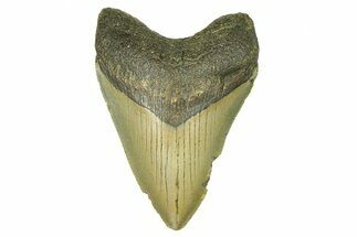 Serrated, Fossil Megalodon Tooth - North Carolina #294504