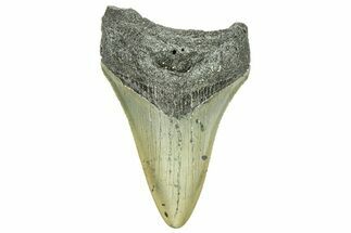 Serrated, Fossil Megalodon Tooth - North Carolina #294513