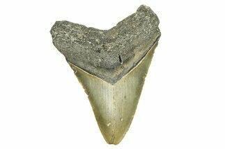Serrated, Fossil Megalodon Tooth - North Carolina #294519