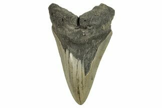 Fossil Megalodon Tooth - Serrated Blade #294529