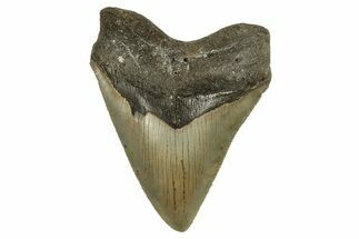 Serrated, Fossil Megalodon Tooth - North Carolina #294551