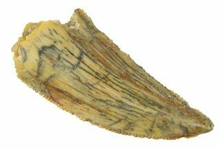 Serrated, Raptor Tooth - Real Dinosaur Tooth #294602