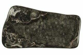 Polished Devonian Fossil Coral and Bryozoan Plate - Morocco #290332