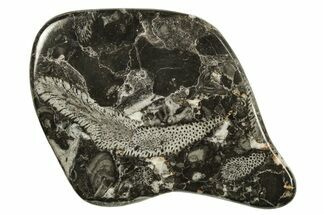 Polished Devonian Fossil Coral and Bryozoan Plate - Morocco #290333