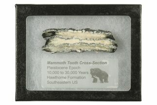 Mammoth Molar Slice With Case - South Carolina #291230