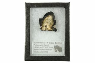 Mammoth Molar Slice With Case - South Carolina #291231