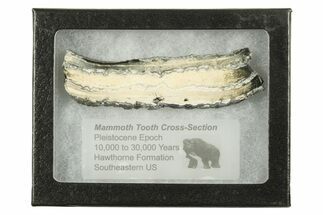 Mammoth Molar Slice With Case - South Carolina #291254