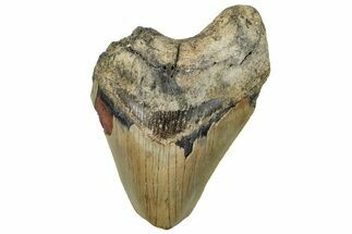 Bargain, Fossil Megalodon Tooth - Serrated Blade #294688