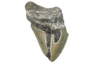 Partial, Fossil Megalodon Tooth - Serrated Blade #294696