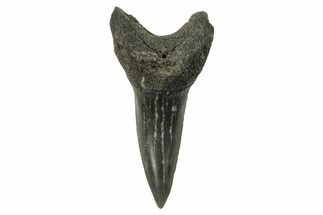 Fossil Shortfin Mako Tooth - Lee Creek (Aurora), NC #294749