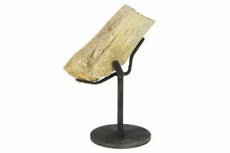 Fossil Pachycephalosaur Rib Section w/ Metal Stand - South Dakota #294772