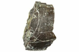 Theropod Dinosaur Tooth Fragment - Colorado #286532