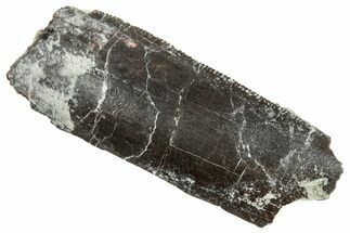 Theropod Dinosaur Tooth Fragment - Colorado #286534