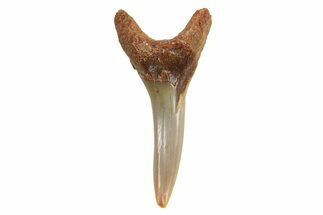 Sand Tiger Shark (Carcharias) Tooth - Bone Valley, Florida #294753