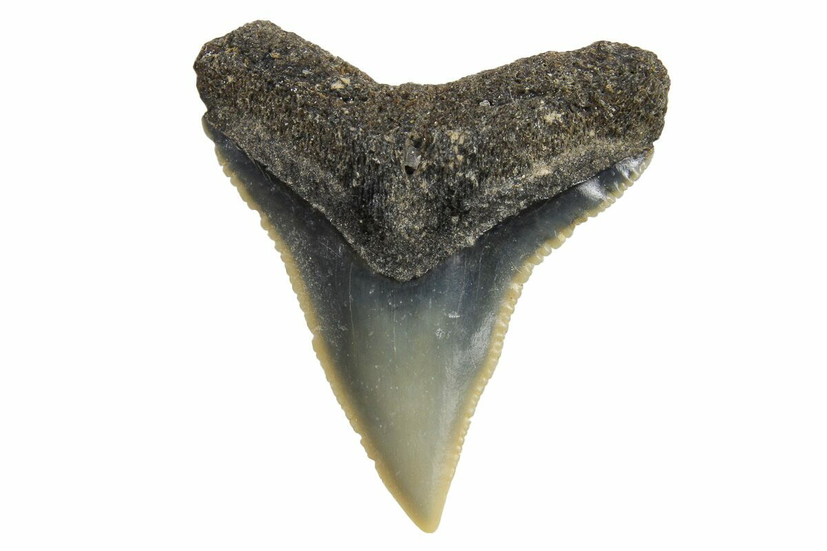 70 quot Fossil Gray Shark Carcharhinus - Carcharhinus Sp 