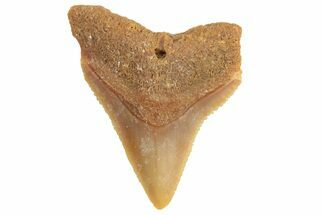 Fossil Gray Shark (Carcharhinus) Tooth - Bone Valley, Florida #294765