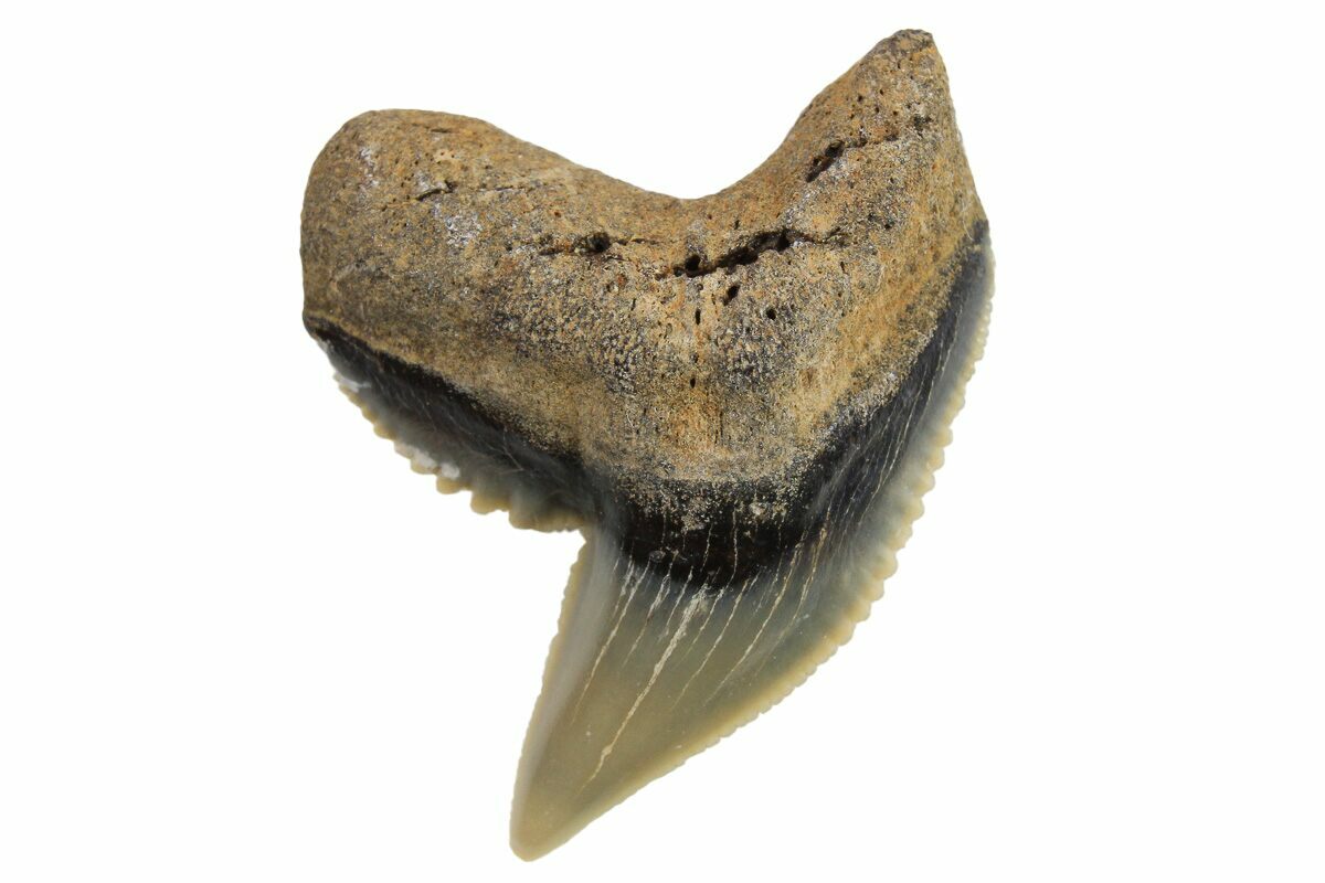 .93" Fossil Tiger Shark (Galeocerdo) Tooth - Bone Valley, Florida