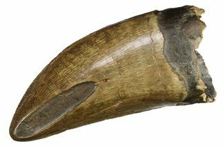 Robust, Fossil Tyrannosaurus (T-Rex) Tooth - Wyoming #294950